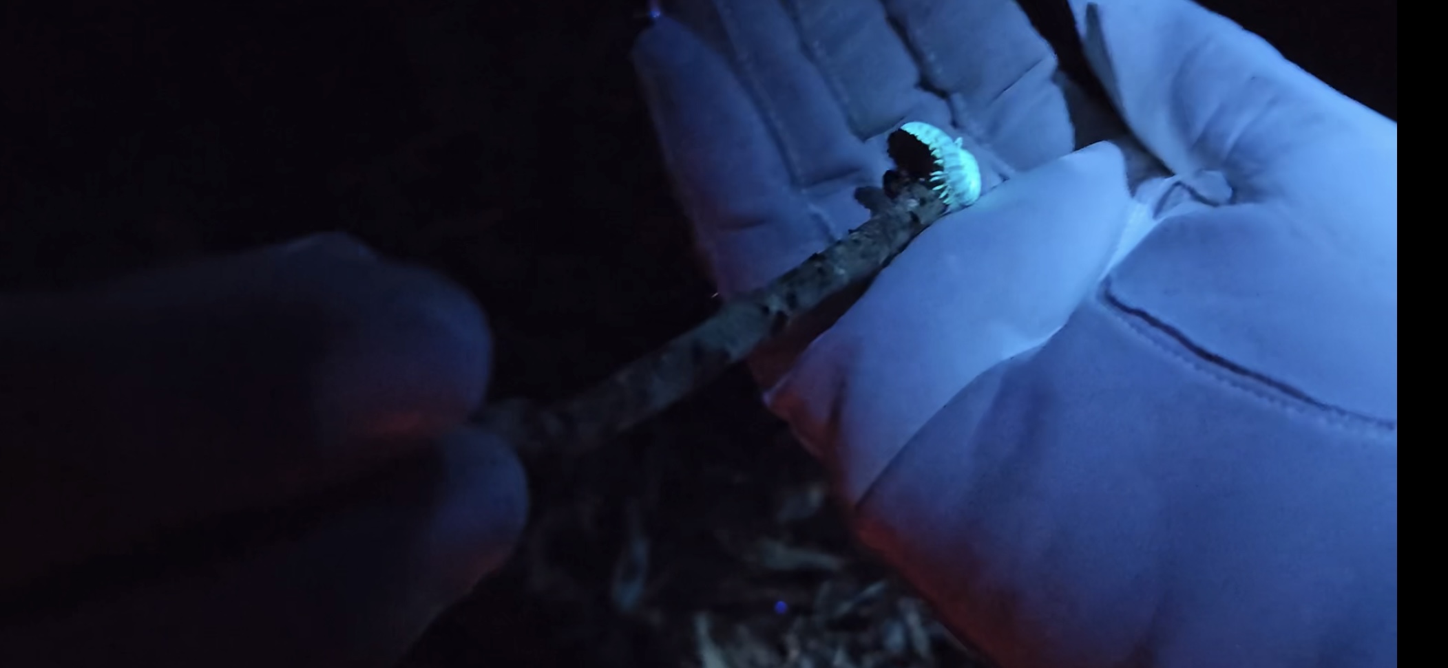 Bre handing Laura a centipede with a stick. The centipede is glowing because of the UV light and Laura is wearing a white glove that is also lit up a little bit by the light.