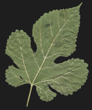 Image of a leaf